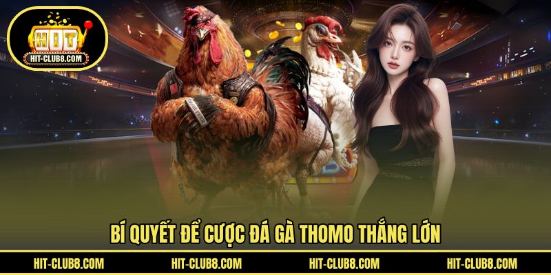Bí quyết thắng khi cược gà Thomo