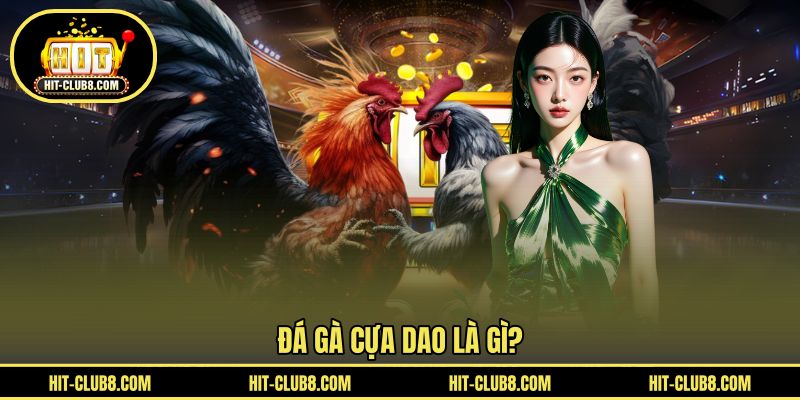 Giới thiệu chiến kê cựa dao thi đấu