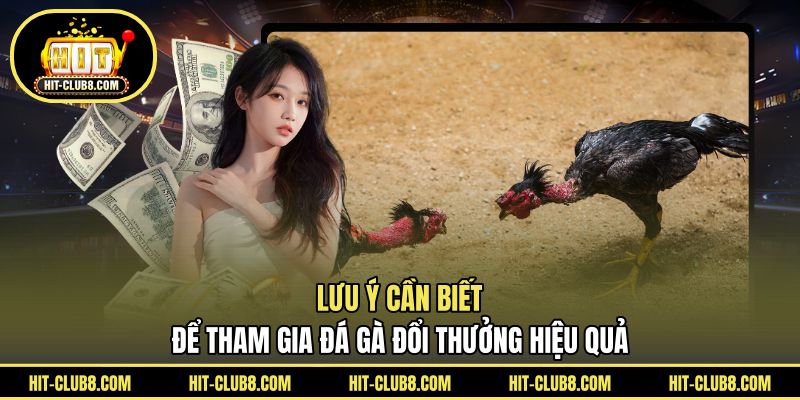 Lưu ý cần biết để tham gia đá gà đổi thưởng hiệu quả